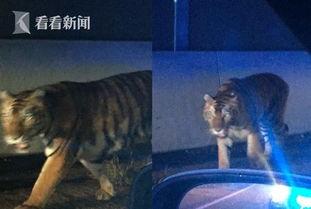 最新爆料斩虎事件视频播放,惊心动魄的生死较量 第1张 最新爆料斩虎事件视频播放,惊心动魄的生死较量 第1张